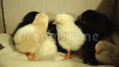 最近孵化出来的，还是湿的，昏迷的，黄色的新生小鸡在一个孵化器里。 很可爱的睡着了